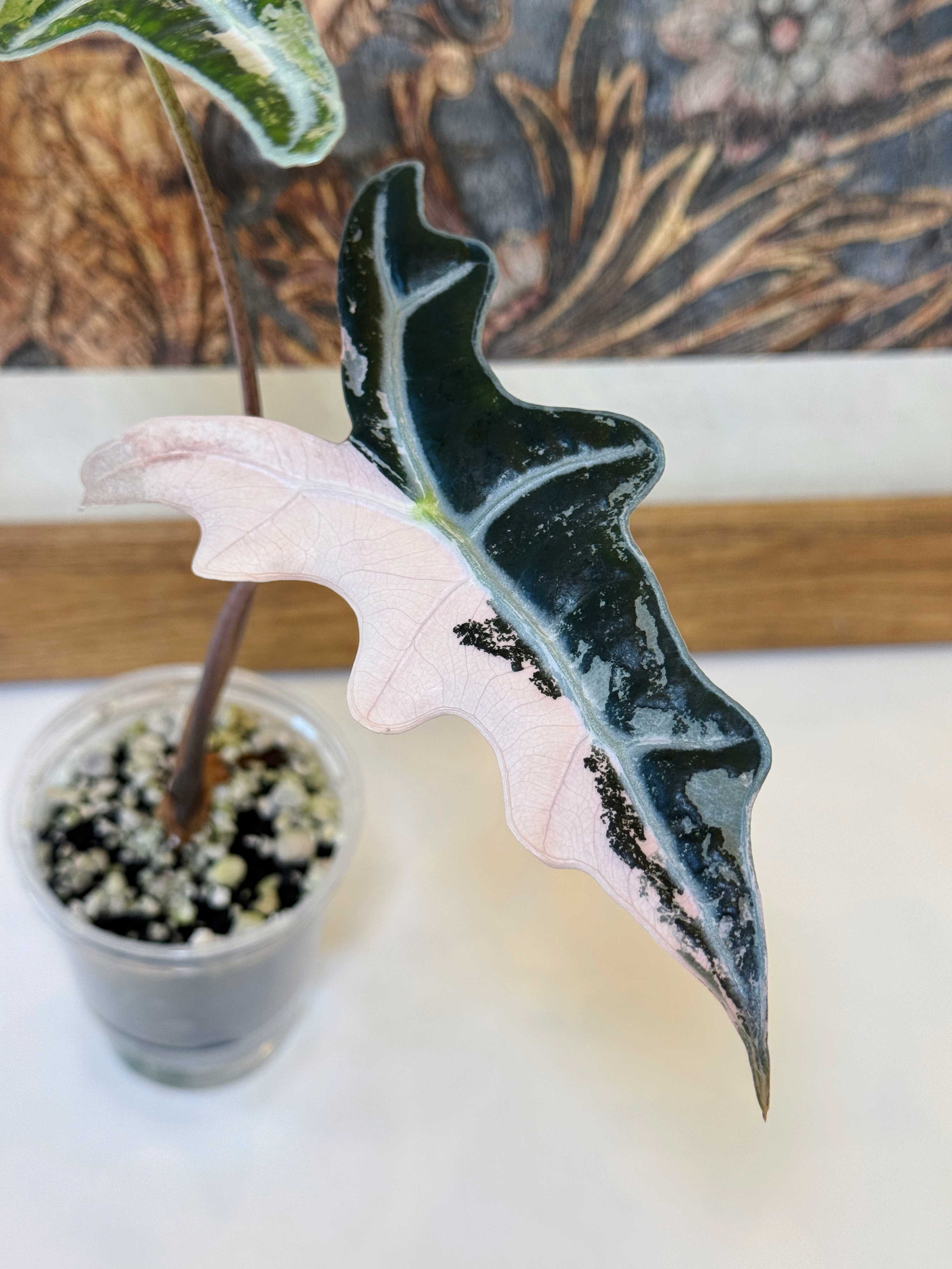 Alocasia Nobilis Pink 