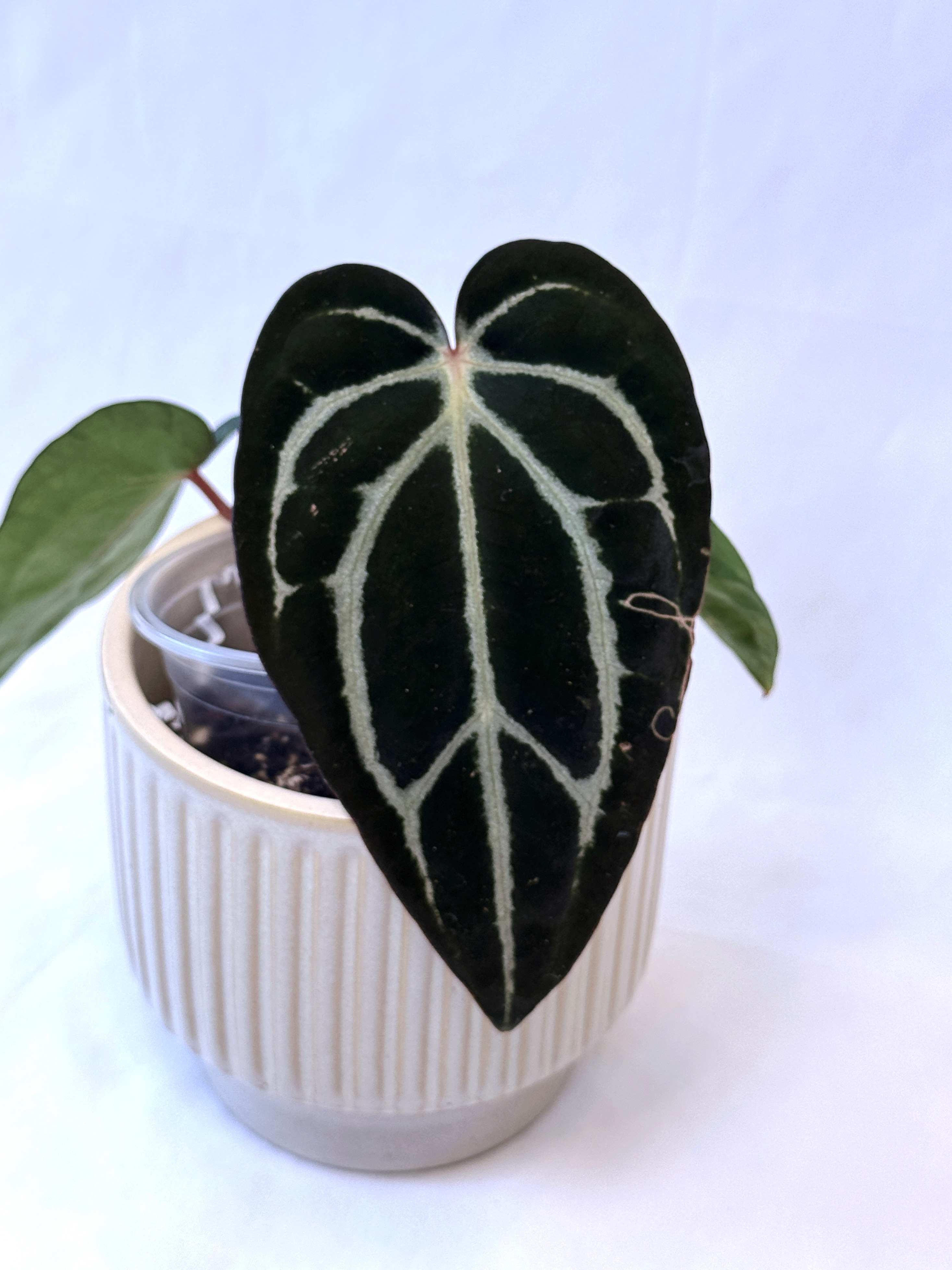 Anthurium Carlablackiae 01