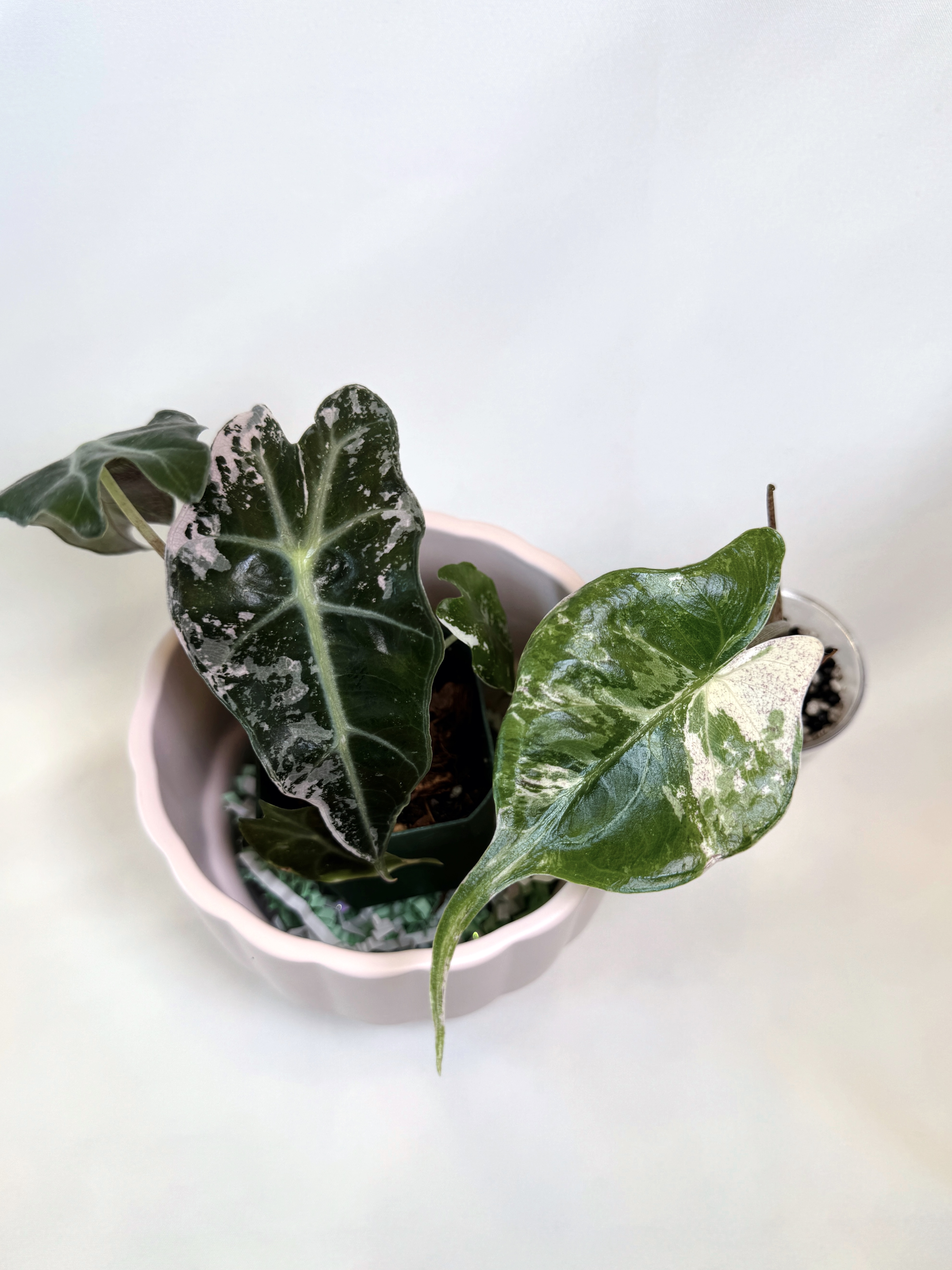 Alocasia Stingray Albo and Polly Pink Combo