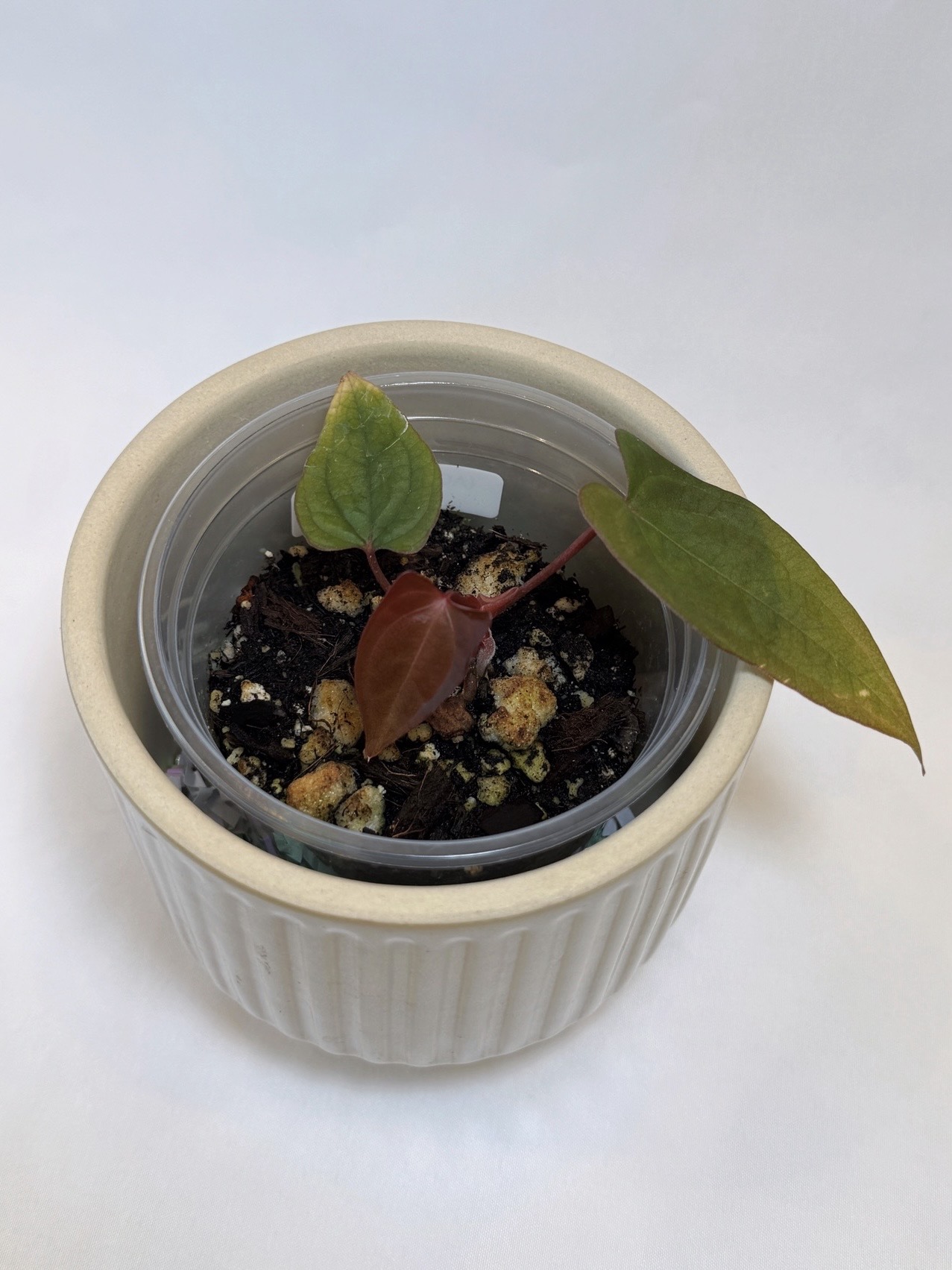 Anthurium (AOS x BVEP) x RVDP Clone