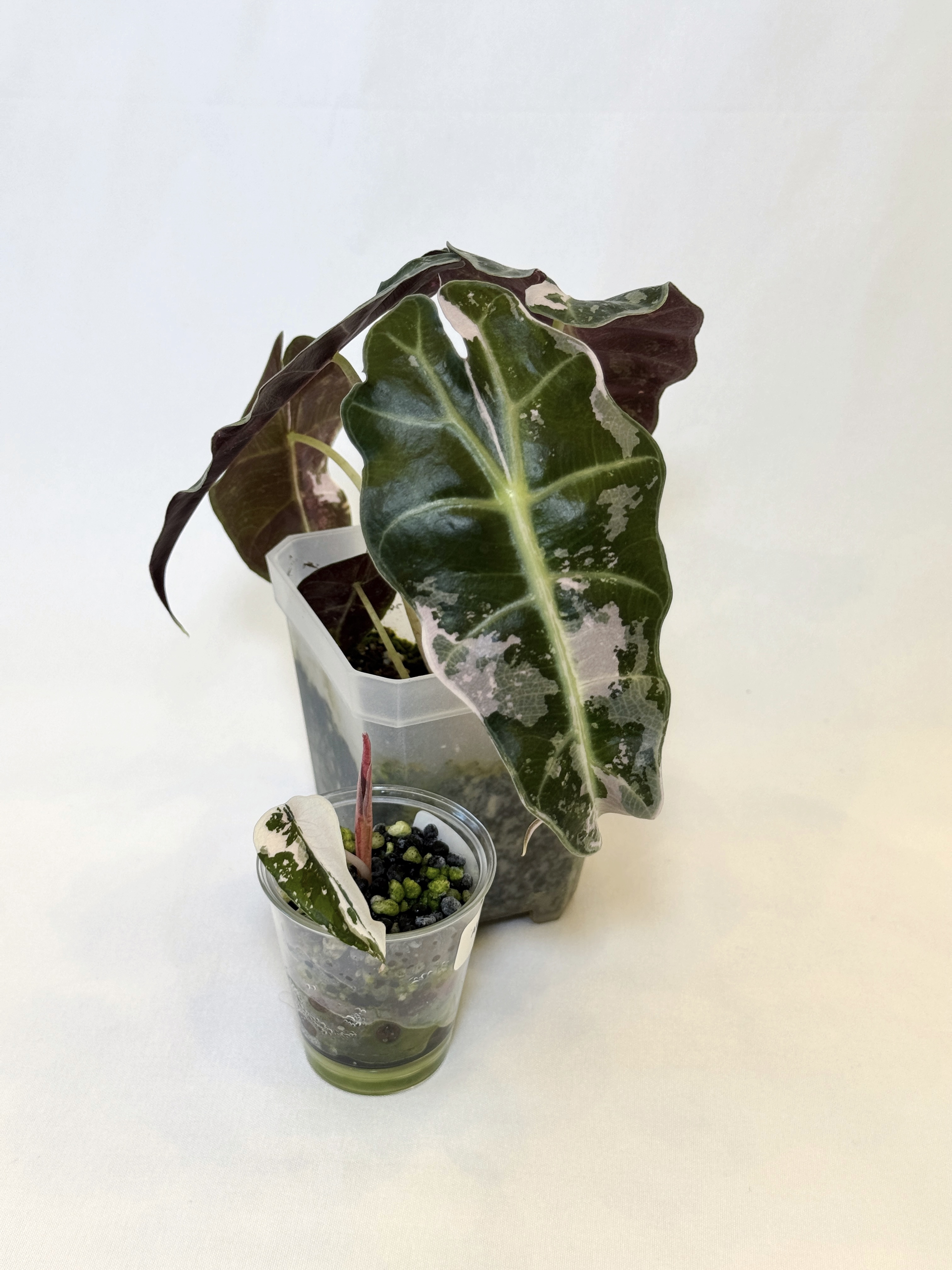 Alocasia Chantrieri Pink and Alocasia Polly Pink Combo